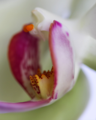 Orchid - Obrázkek zdarma pro 320x480