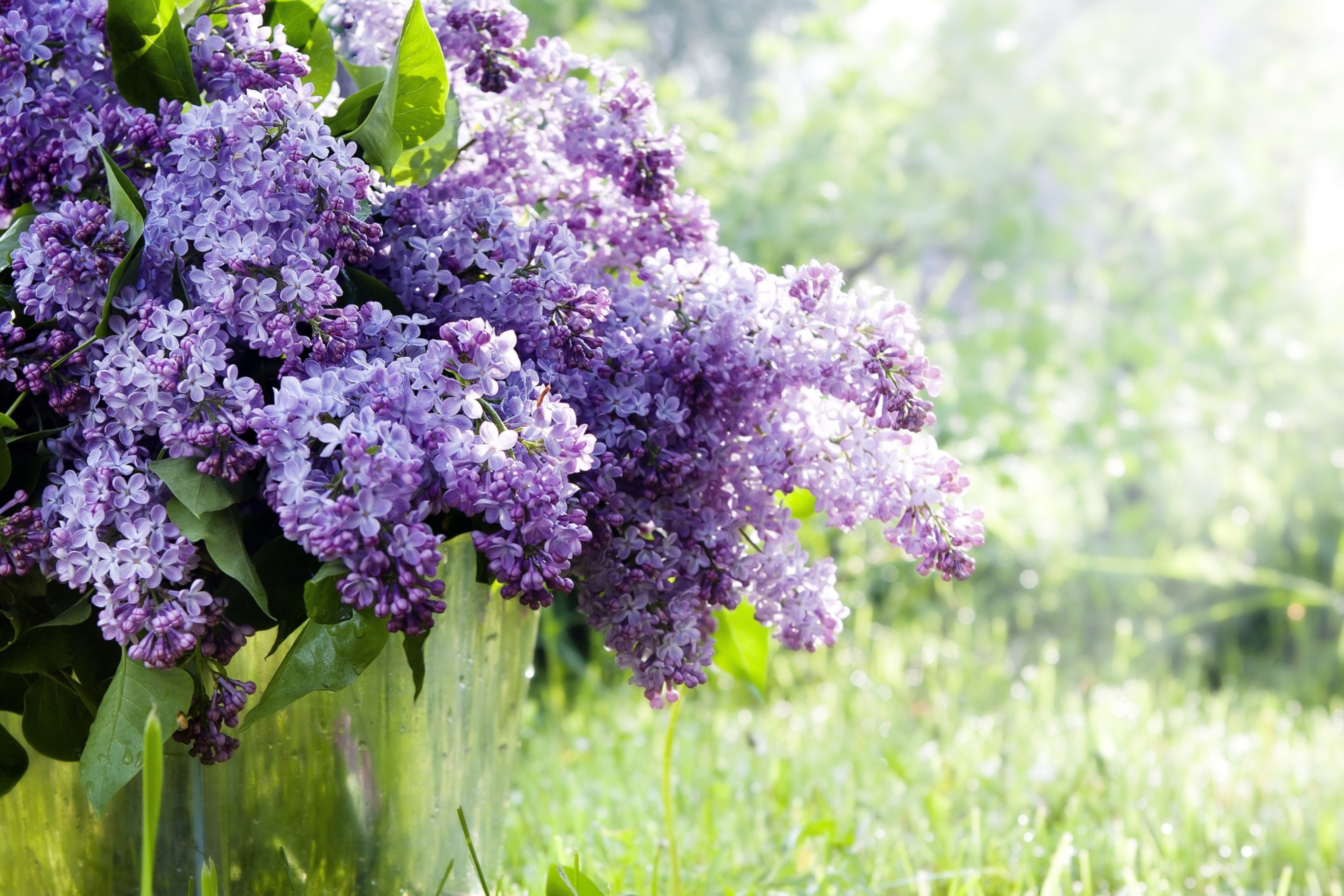 Das Spring Lilac Wallpaper 2880x1920