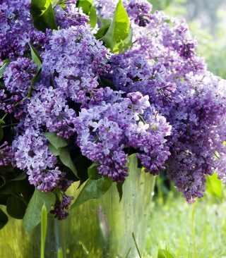 Spring Lilac - Obrázkek zdarma pro 750x1334