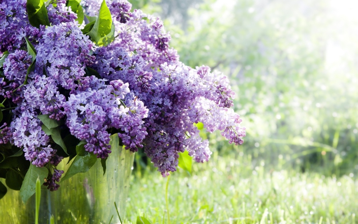 Spring Lilac wallpaper