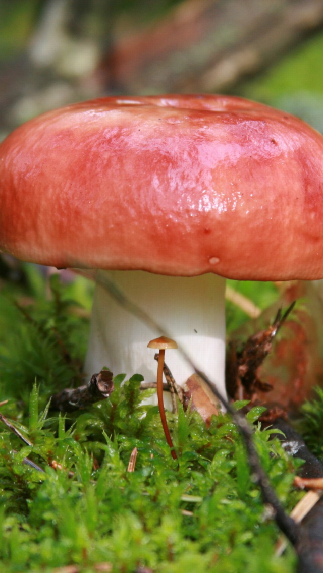 Mushroom Russule screenshot #1 640x1136