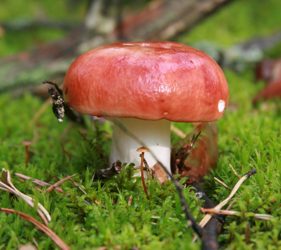 Обои Mushroom Russule 960x854