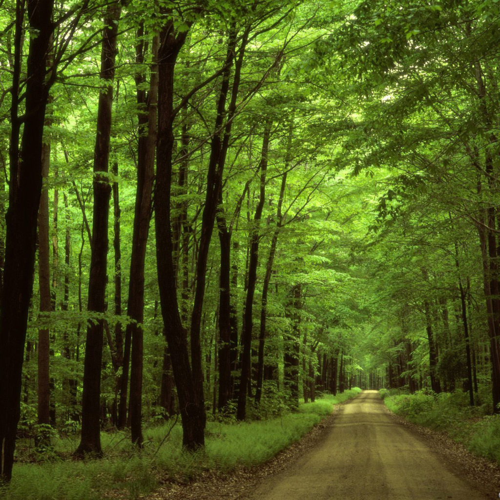 Allegheny National Forest wallpaper 1024x1024