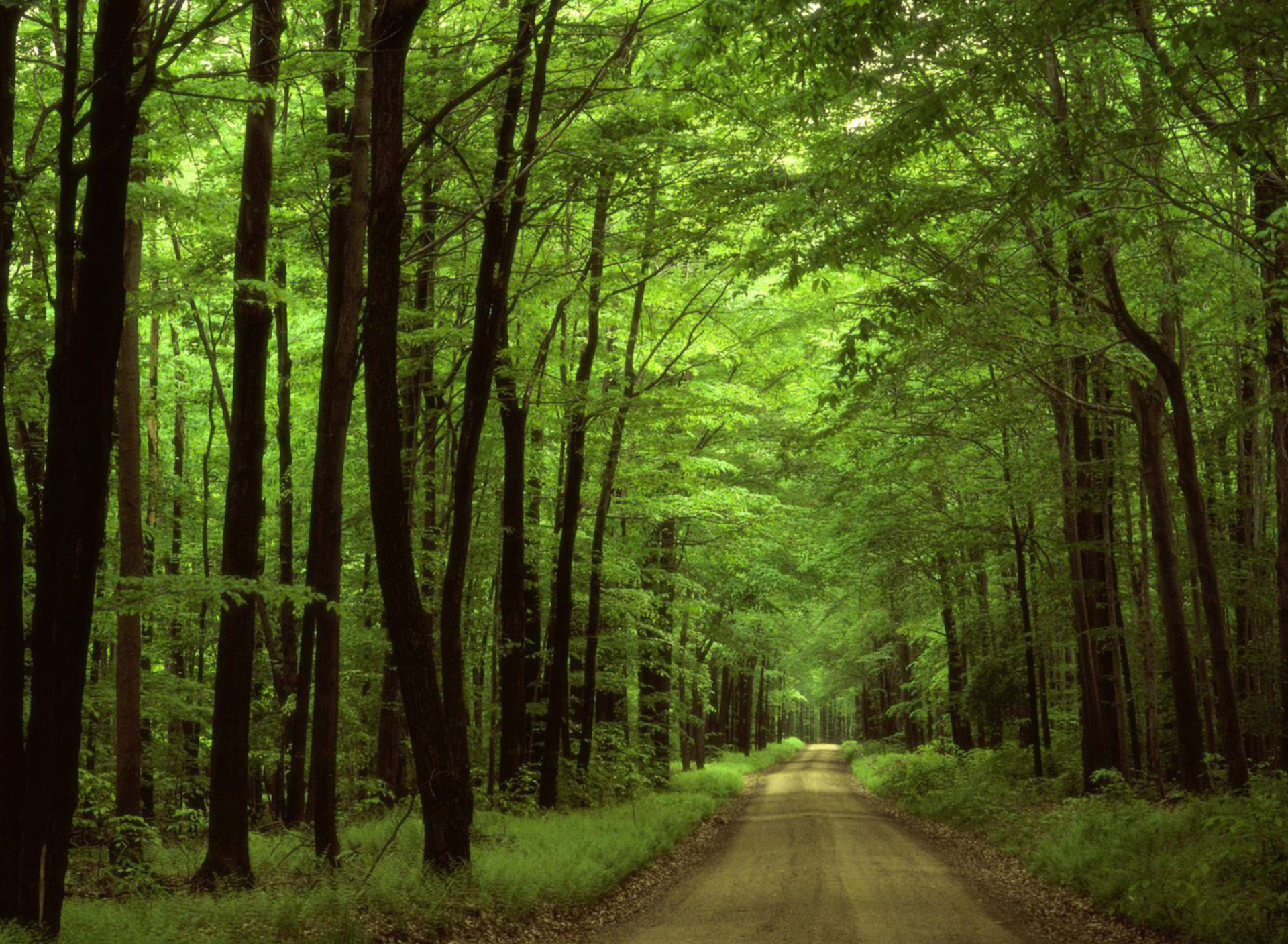 Screenshot №1 pro téma Allegheny National Forest 1920x1408