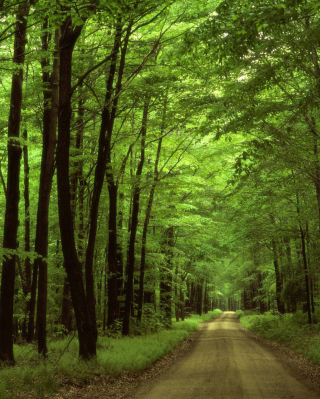 Allegheny National Forest - Obrázkek zdarma pro 320x480