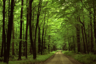 Allegheny National Forest - Obrázkek zdarma pro Android 320x480