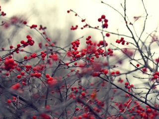 Small Red Berries wallpaper 320x240