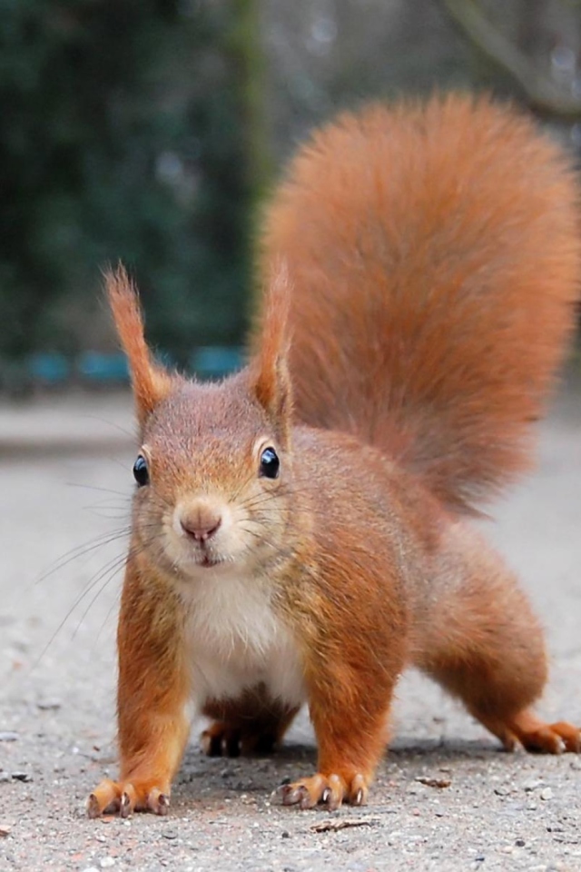 Screenshot №1 pro téma Squirrel Close Up 640x960