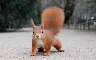 Squirrel Close Up Wallpaper for Android, iPhone and iPad