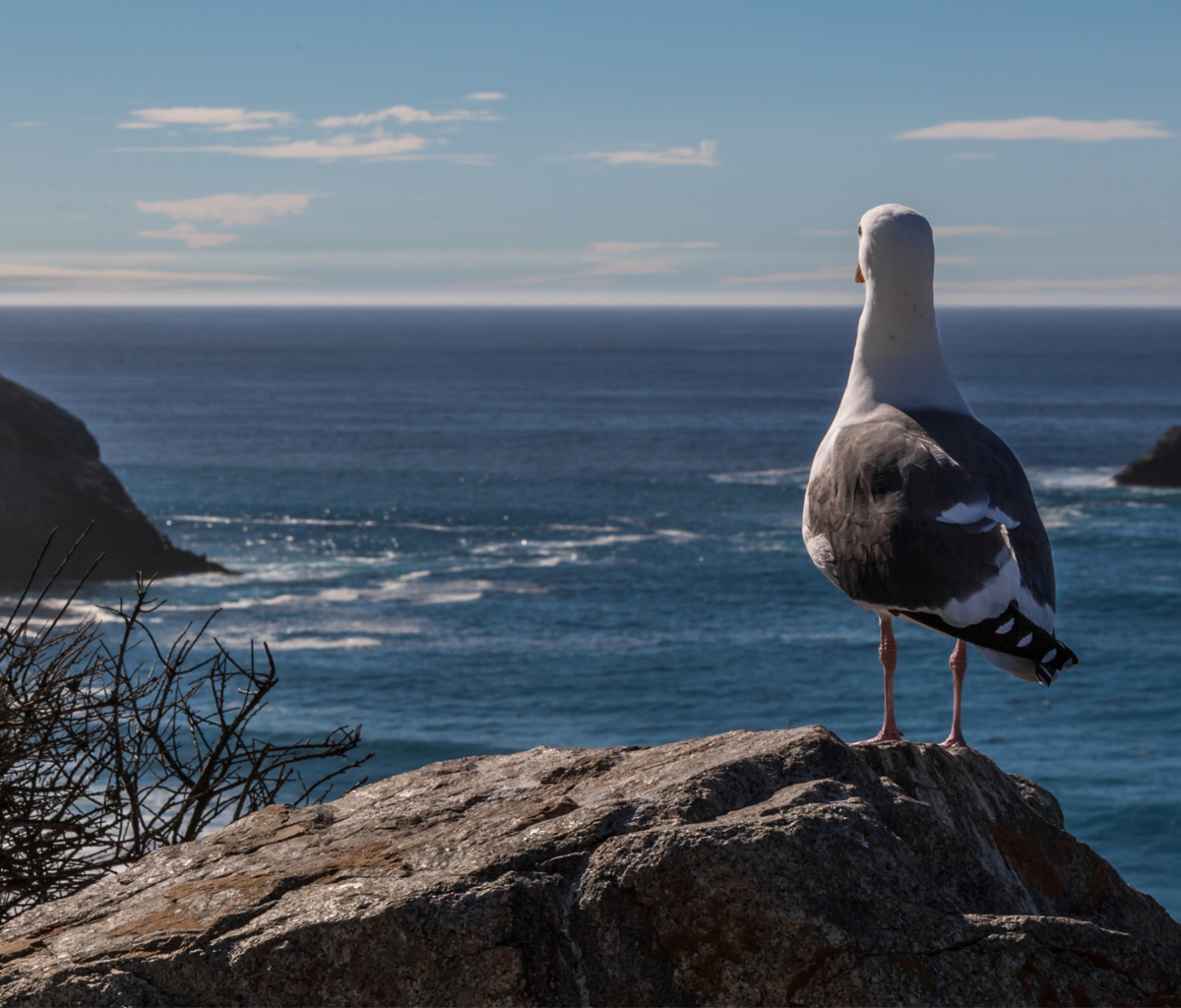 Das Seagull Staring At Sea Wallpaper 1200x1024