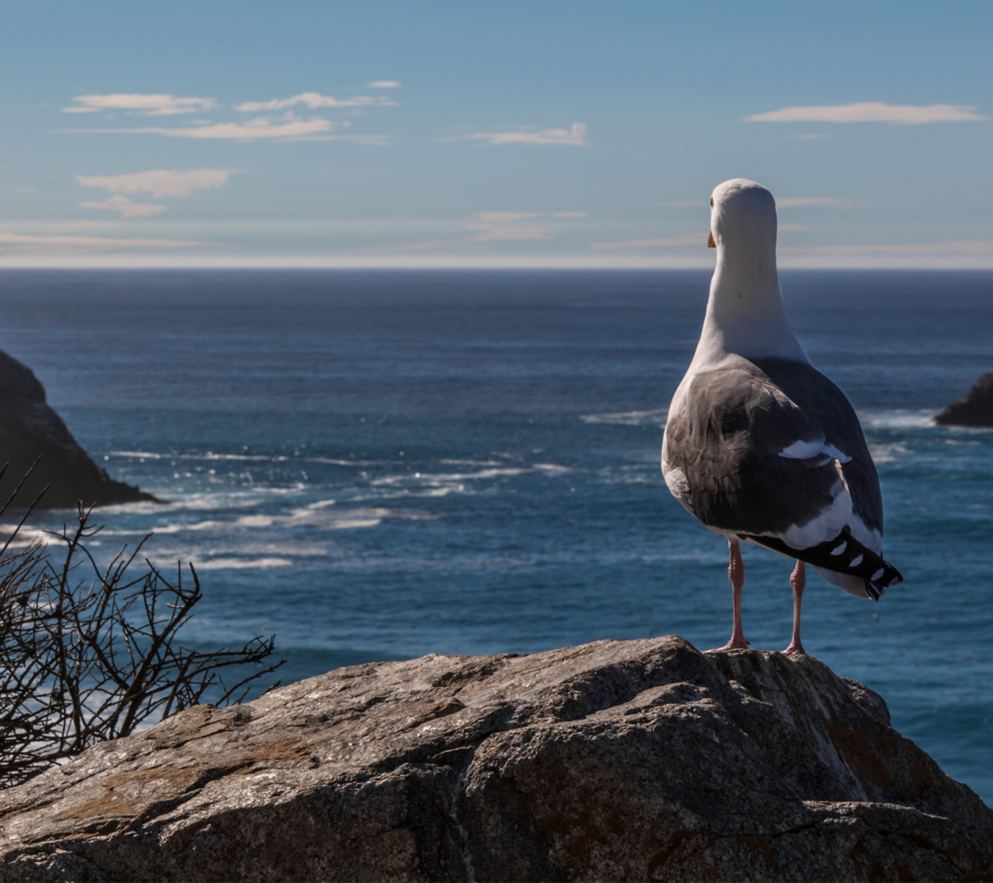 Обои Seagull Staring At Sea 1440x1280