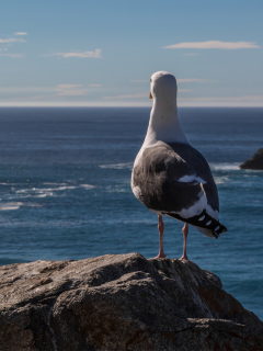 Seagull Staring At Sea screenshot #1 240x320