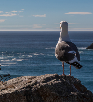 Seagull Staring At Sea - Obrázkek zdarma pro iPad Air