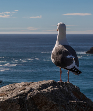 Seagull Staring At Sea - Obrázkek zdarma pro 320x480