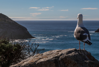 Seagull Staring At Sea - Obrázkek zdarma pro HTC Desire 310