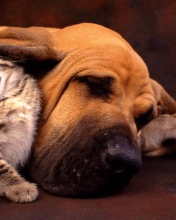 Das Cat and Dog Are Te Best Friend Wallpaper 176x220