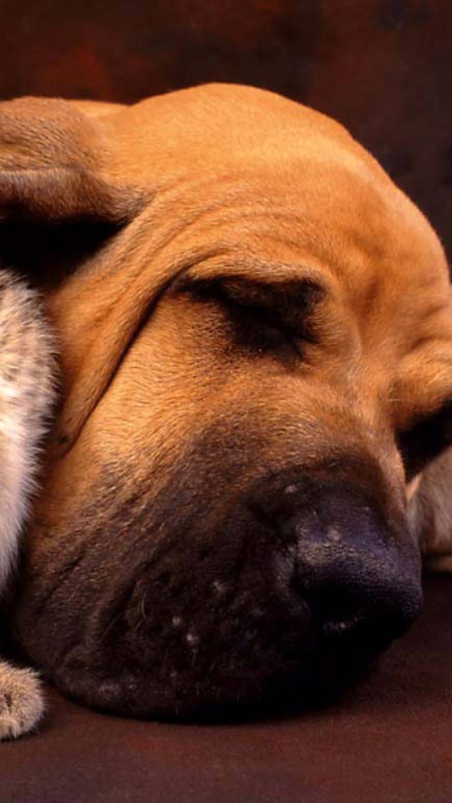 Sfondi Cat and Dog Are Te Best Friend 640x1136