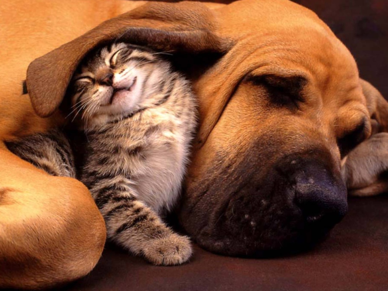 Das Cat and Dog Are Te Best Friend Wallpaper 800x600