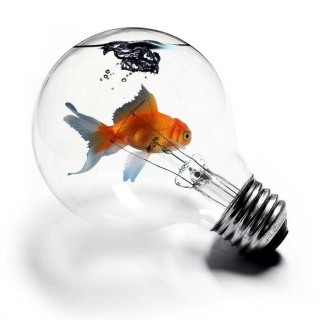 Kostenloses Fish In Light Bulb Wallpaper für 128x128