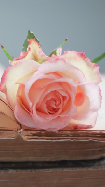 Fondo de pantalla Pink Rose On Vintage Book 360x640