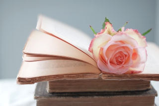 Pink Rose On Vintage Book sfondi gratuiti per 1080x960