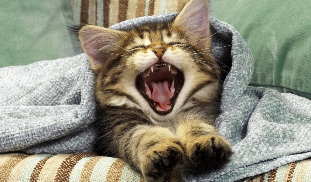 Kitten Yawns wallpaper 1024x600