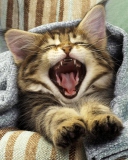 Kitten Yawns wallpaper 128x160