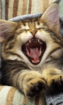 Обои Kitten Yawns 240x400