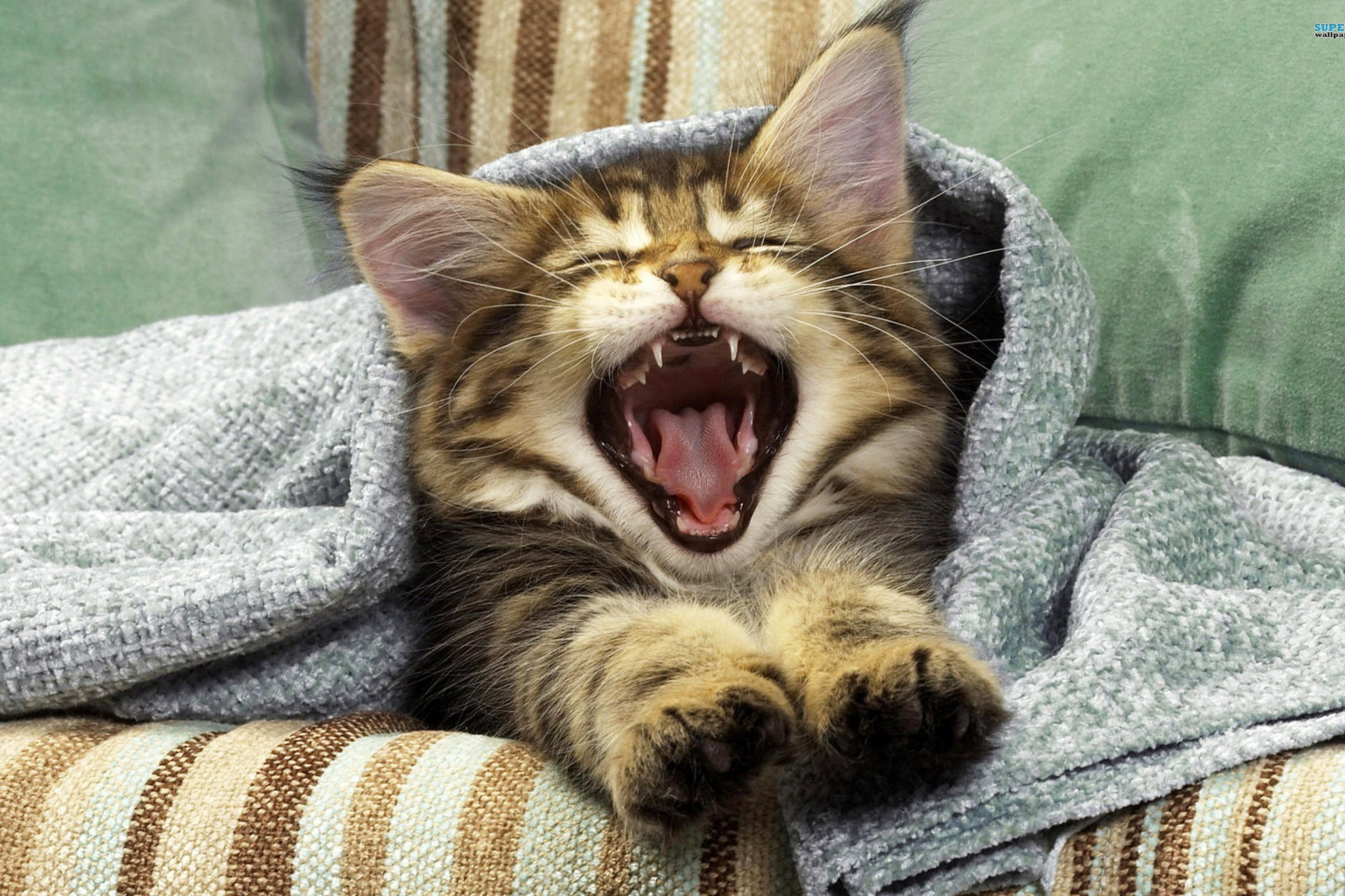 Обои Kitten Yawns 2880x1920