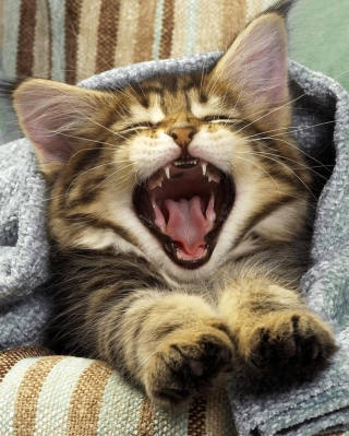 Kitten Yawns - Obrázkek zdarma pro Nokia Asha 306