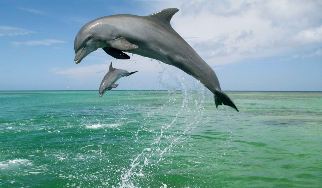 Обои Jumping Dolphins 1024x600