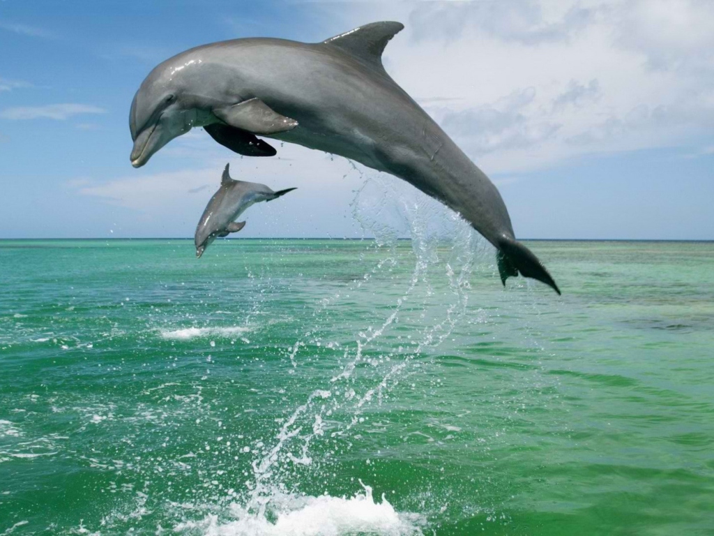 Jumping Dolphins wallpaper 1024x768