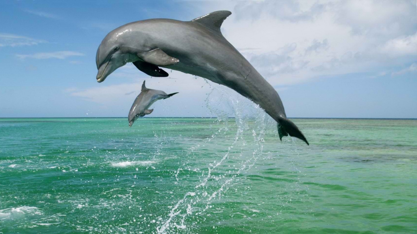 Обои Jumping Dolphins 1366x768