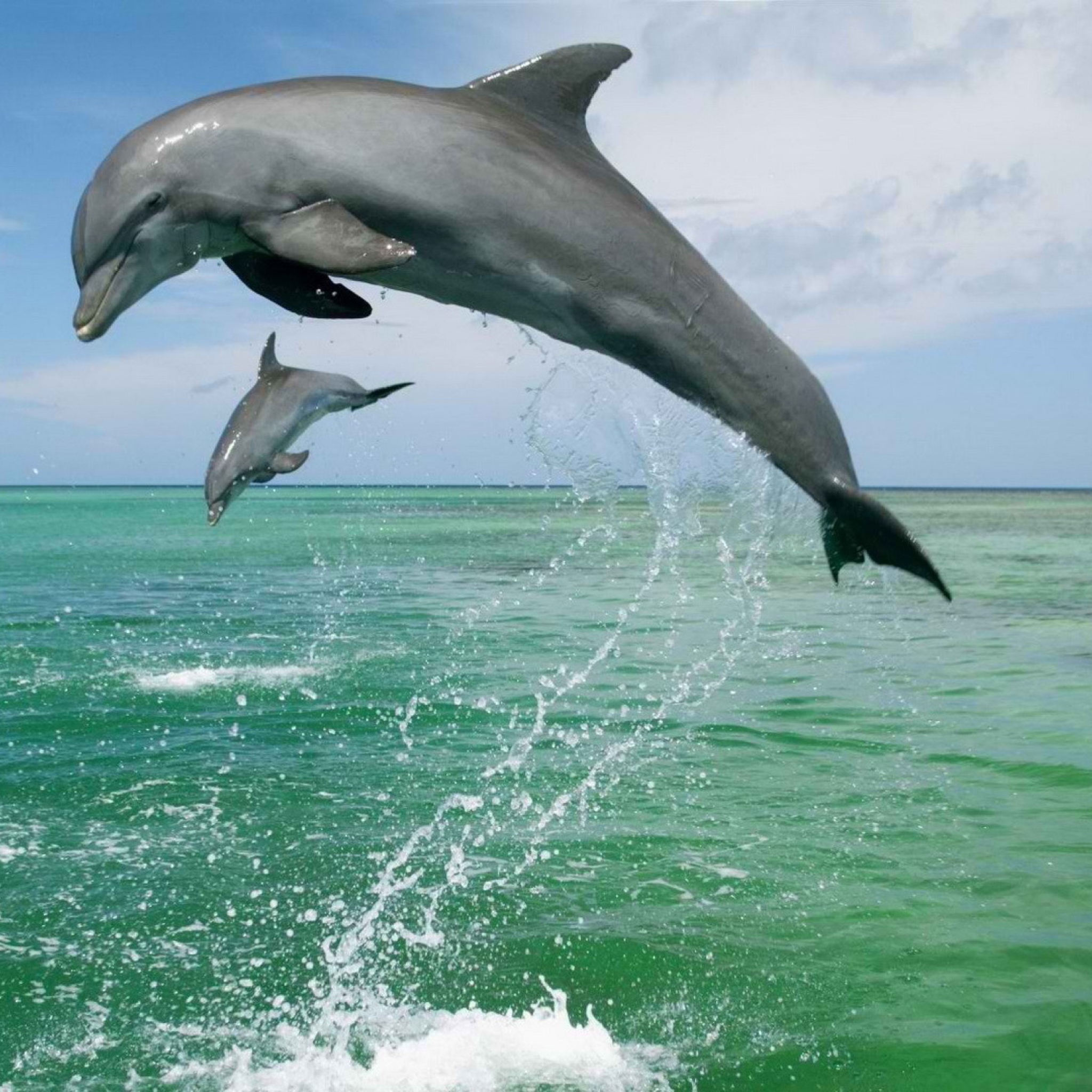 Jumping Dolphins wallpaper 2048x2048