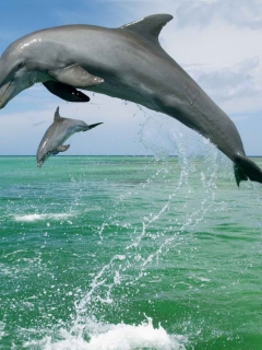 Jumping Dolphins wallpaper 240x320