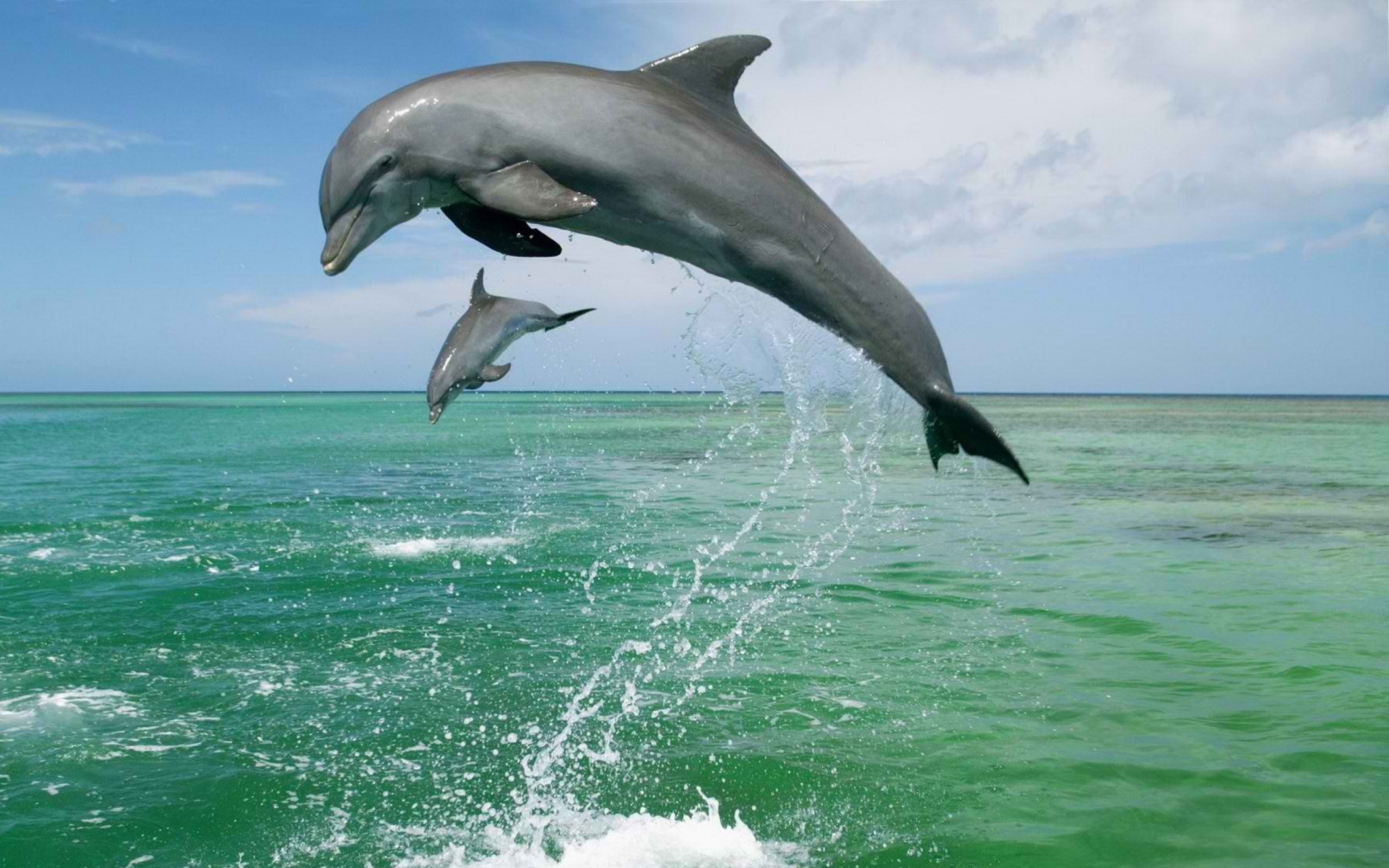 Screenshot №1 pro téma Jumping Dolphins 2560x1600