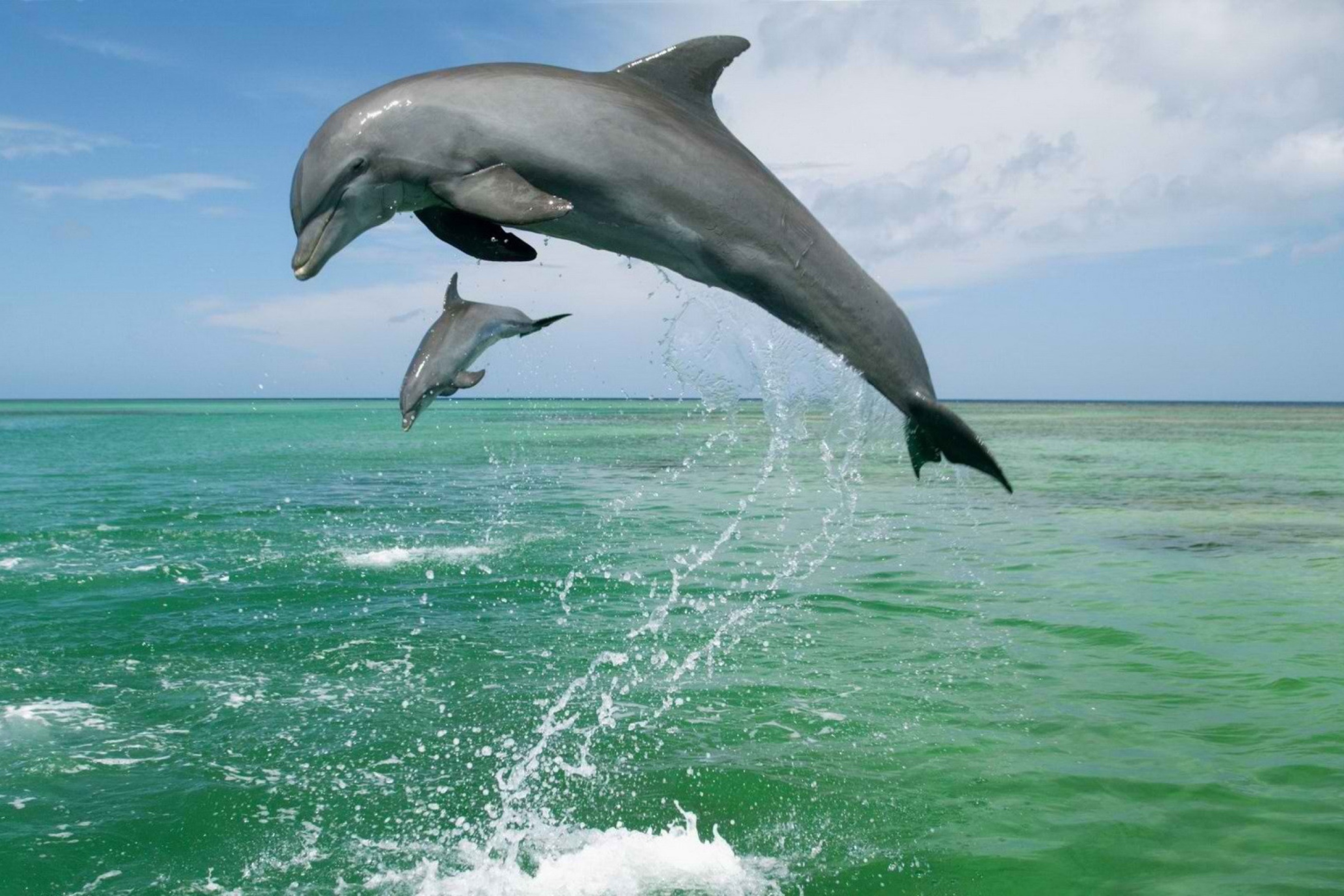 Fondo de pantalla Jumping Dolphins 2880x1920