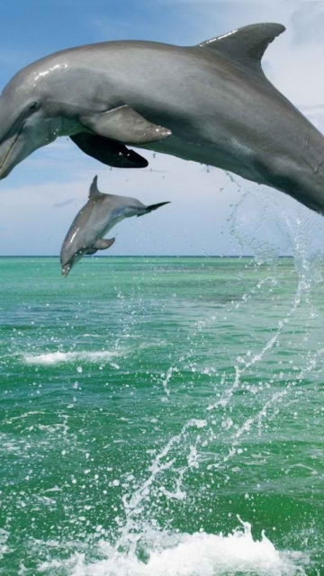 Обои Jumping Dolphins 360x640