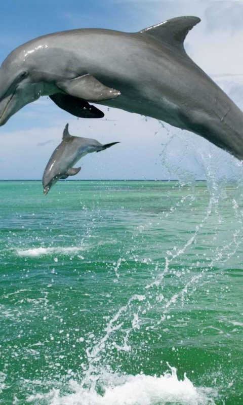 Sfondi Jumping Dolphins 480x800