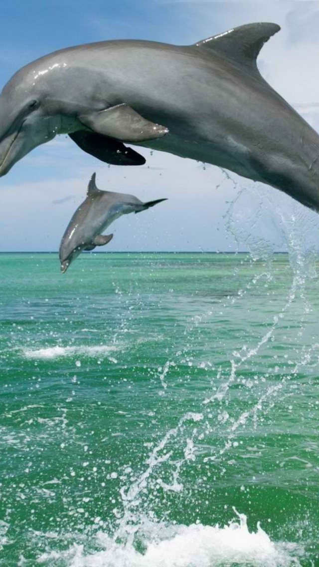 Jumping Dolphins wallpaper 640x1136