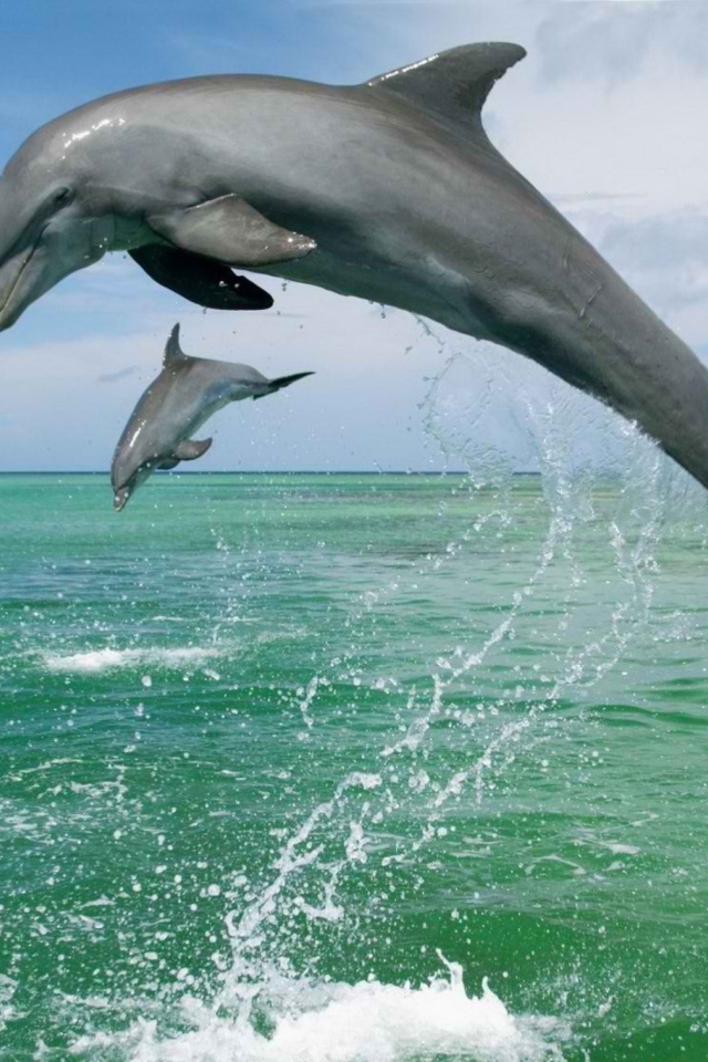 Sfondi Jumping Dolphins 640x960