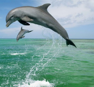 Kostenloses Jumping Dolphins Wallpaper für 1024x1024