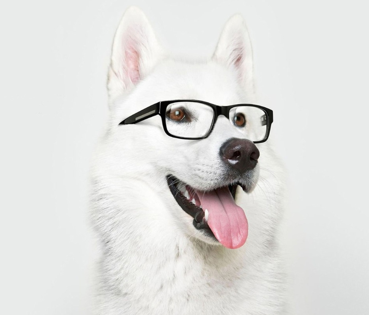 Hipster Husky wallpaper 1200x1024