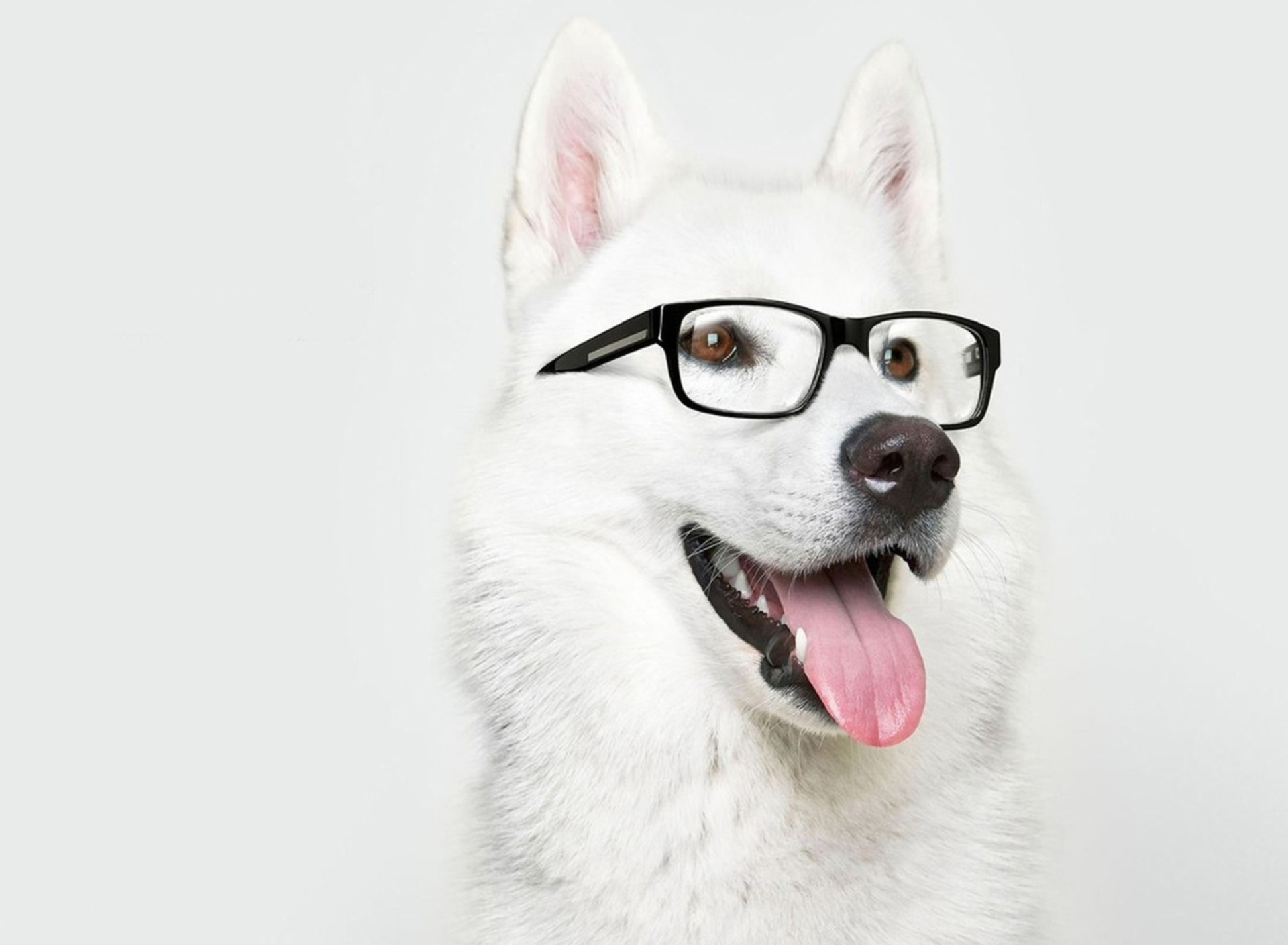 Das Hipster Husky Wallpaper 1920x1408