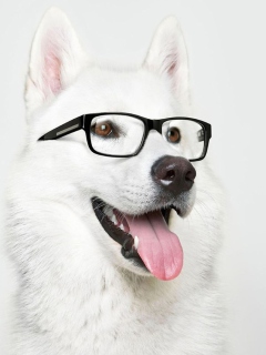 Das Hipster Husky Wallpaper 240x320