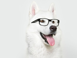 Das Hipster Husky Wallpaper 320x240