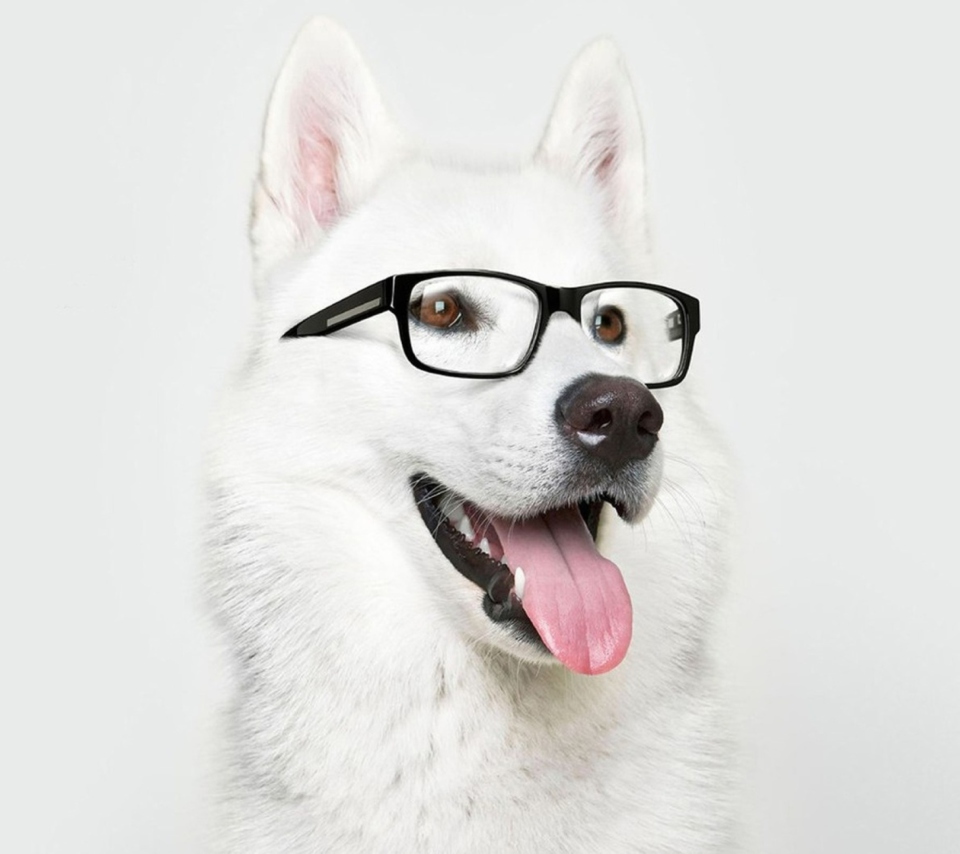 Das Hipster Husky Wallpaper 960x854