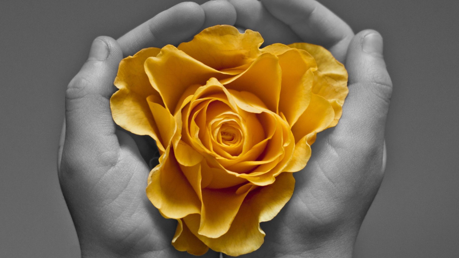 Обои Yellow Flower In Hands 1600x900