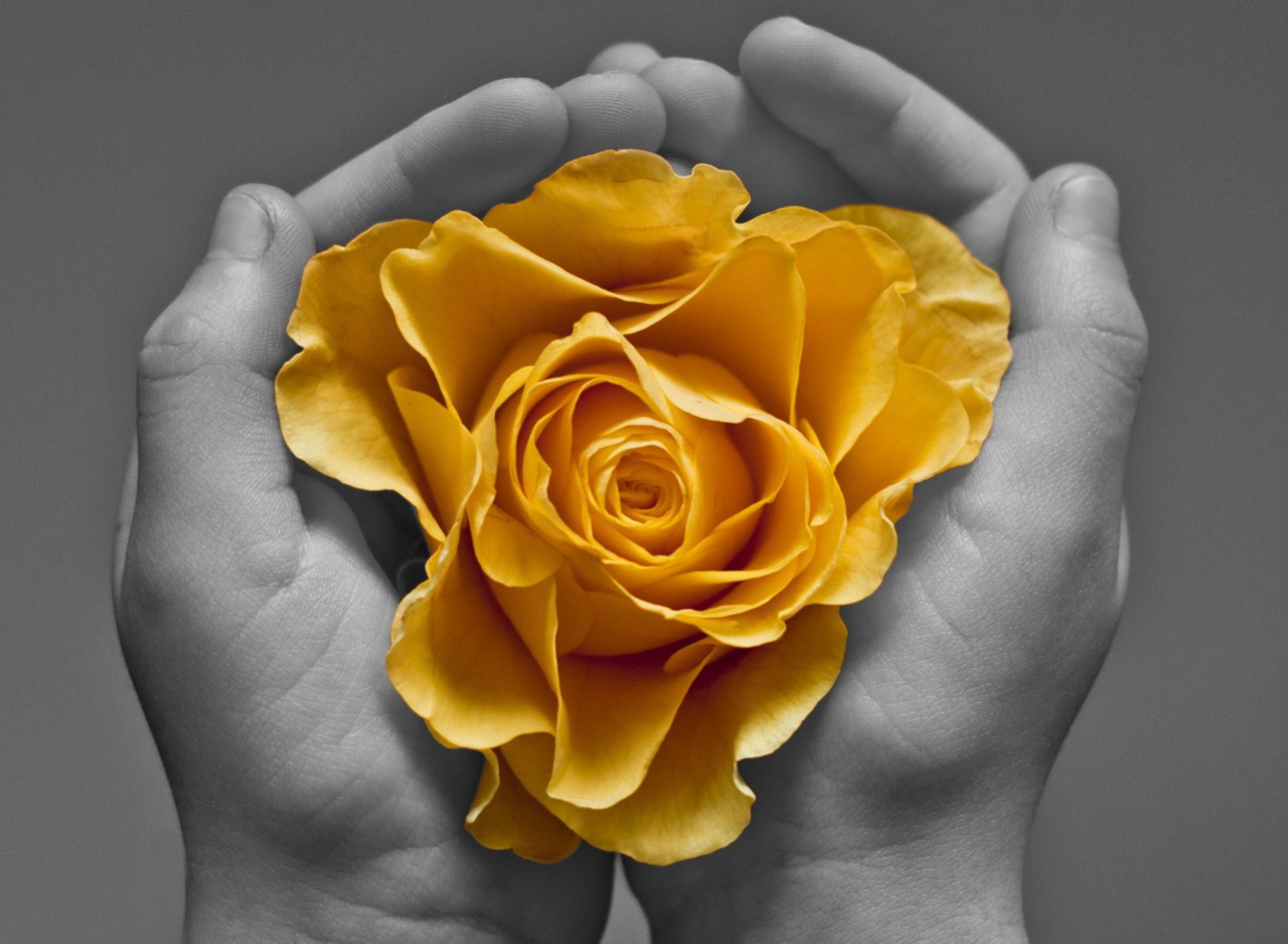 Обои Yellow Flower In Hands 1920x1408