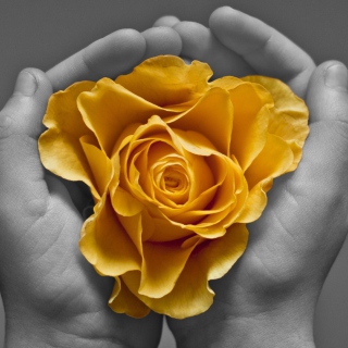 Kostenloses Yellow Flower In Hands Wallpaper für iPad Air